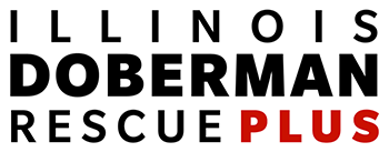 Illinois Doberman Rescue Plus logo